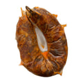 Feito no Zambujal Cured Chourico